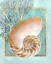 Picture of NAUTILUS SHELL AND CORAL