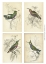 Picture of JARDINE HUMMINGBIRDS