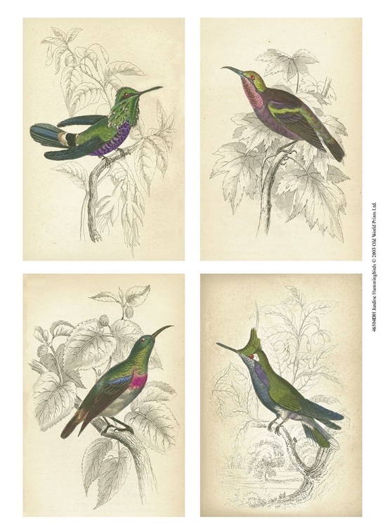 Picture of JARDINE HUMMINGBIRDS