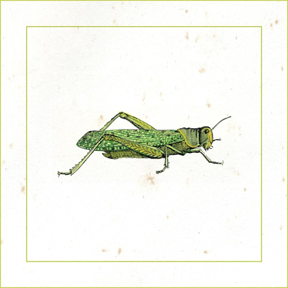 Picture of GREEN HOPPER