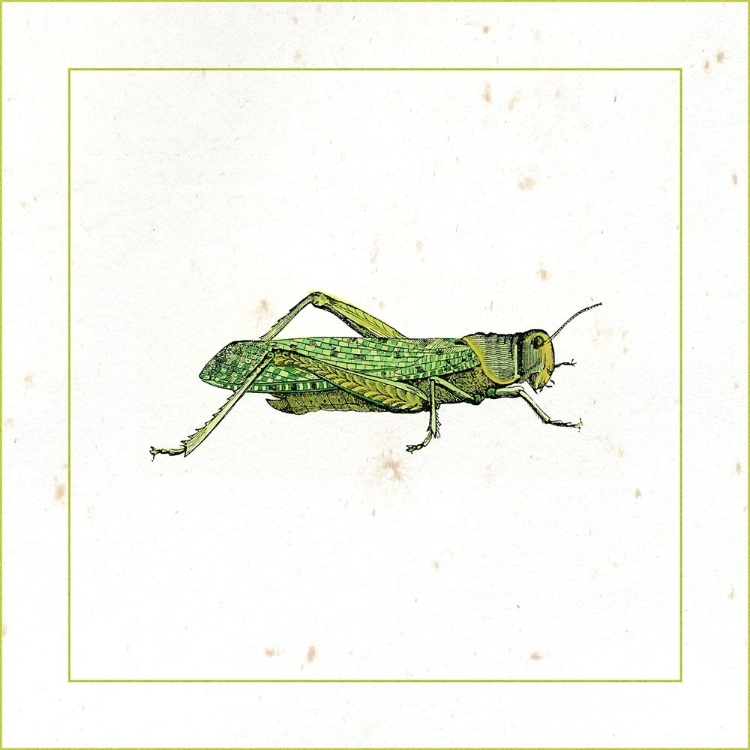 Picture of GREEN HOPPER