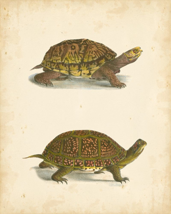 Picture of TURTLE DUO III