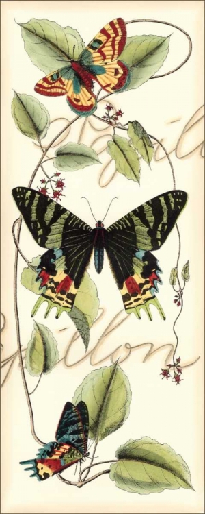 Picture of BUTTERFLY FLIGHT II