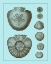 Picture of TINTED SHELLS ON AQUA III