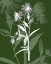 Picture of JEWEL STEMS III