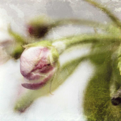 Picture of APPLE BLOSSOM III