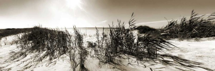 Picture of THE WIND IN THE DUNES I