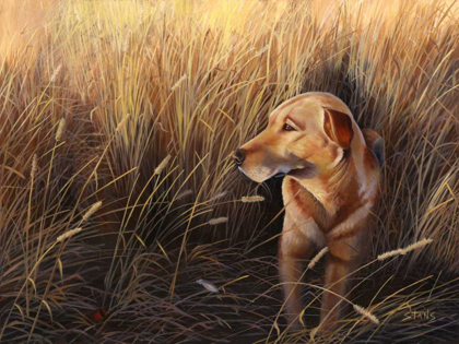 Picture of GOLDEN GRASS