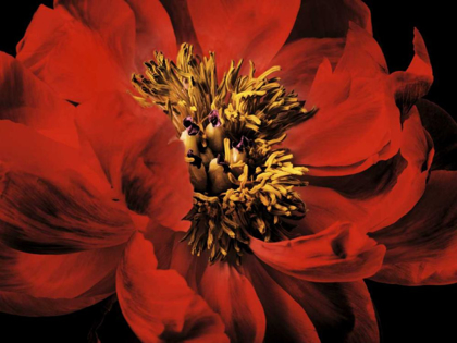 Picture of RED PEONY II