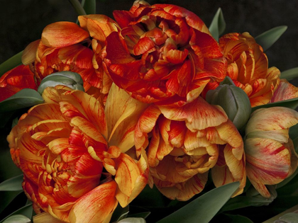 Picture of OLD WORLD TULIPS II