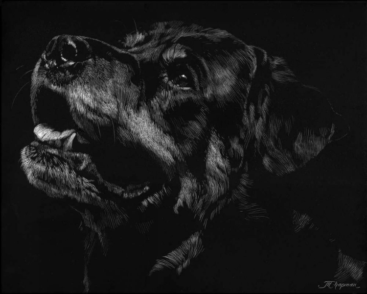 Picture of CANINE SCRATCHBOARD XXVII