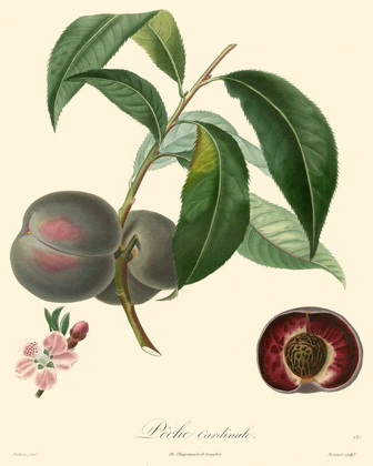 Picture of BESSA PLUMS