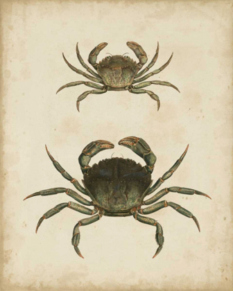 Picture of CRUSTACEANS IV