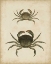 Picture of CRUSTACEANS IV