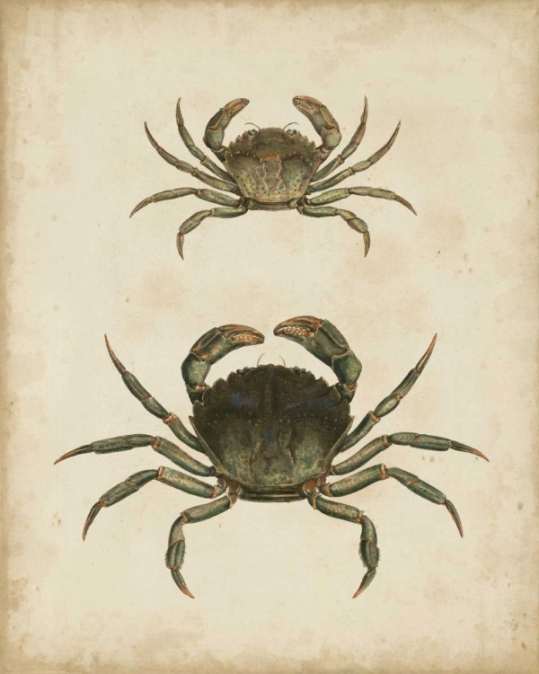 Picture of CRUSTACEANS IV