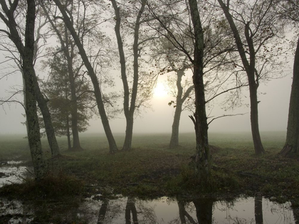 Picture of REFLECTIONS OF NATURE