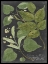 Picture of DRAMATIC WEINMANN GREENERY III