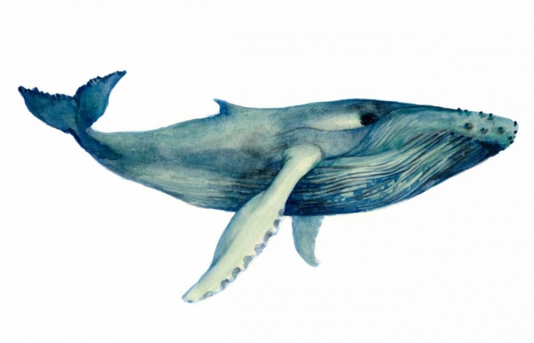Picture of THE WHALES SONG II