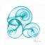 Picture of TURQUOISE SKY SNAILS