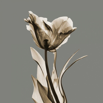 Picture of GRAY LUSTER TULIP