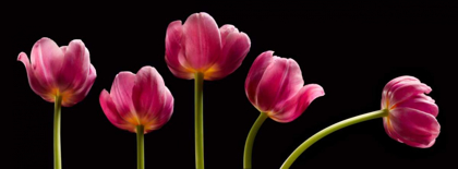 Picture of FIVE TULIPS
