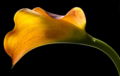 Picture of MANGO CALLA LILY