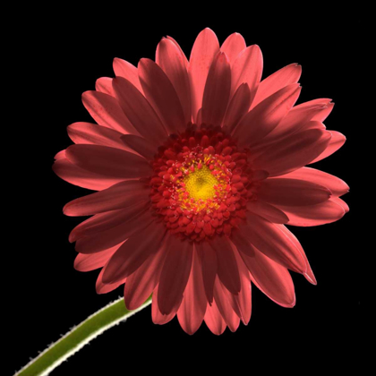 Picture of GERBER DAISY 1