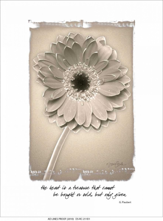 Picture of GERBERA