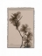 Picture of MAGNOLIAS