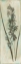 Picture of EARTHY FLORAL MATE