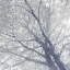 Picture of TOWARDS THE SKY