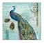 Picture of PEACOCK NOUVEAU