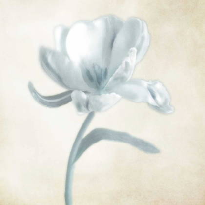 Picture of BLUE IVORY BLOSSOM 1