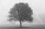 Picture of TREES IN FOG BW