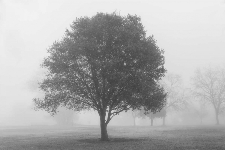 Picture of TREES IN FOG BW