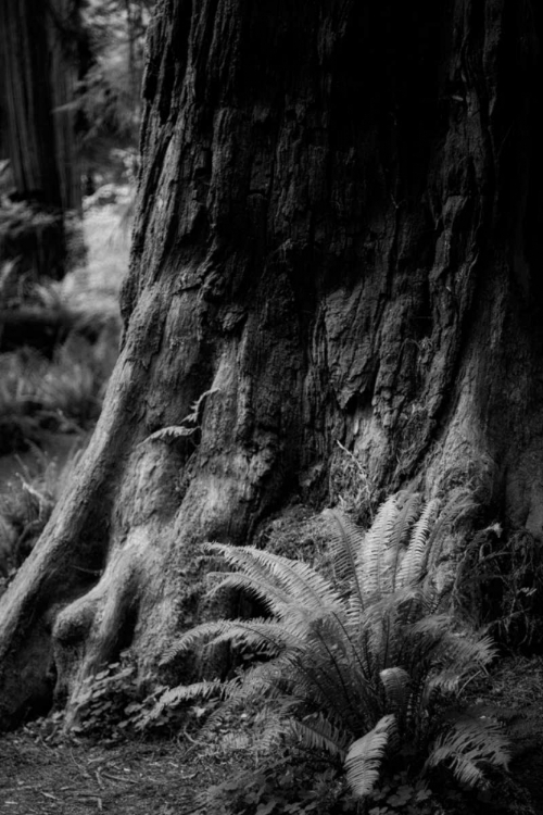 Picture of ANCIENT TRUNK