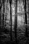 Picture of GROVE
