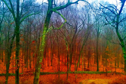 Picture of FIRERY FOREST
