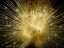 Picture of GOLDEN PEACOCK