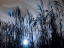 Picture of BLUE SUNSET