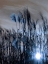 Picture of BLUE SUNSET 1