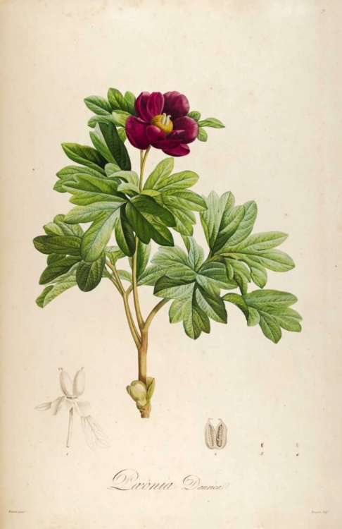 Picture of VINTAGE BOTANICAL 186