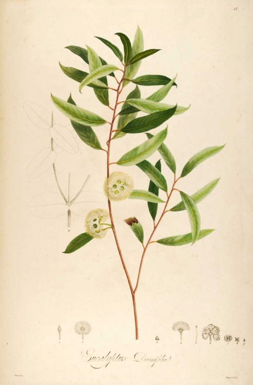 Picture of VINTAGE BOTANICAL 194