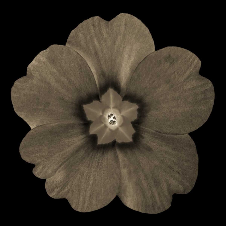 Picture of SEPIA FLORAL I