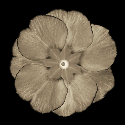 Picture of SEPIA FLORAL II