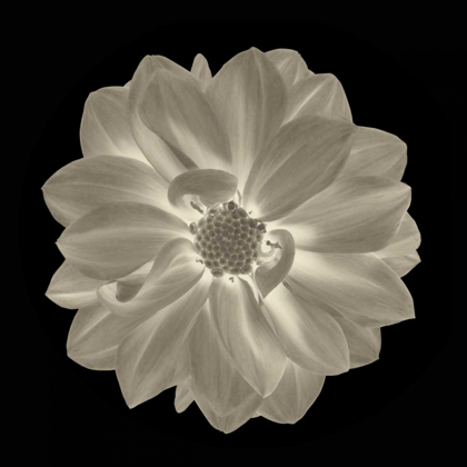 Picture of SEPIA FLORAL IV