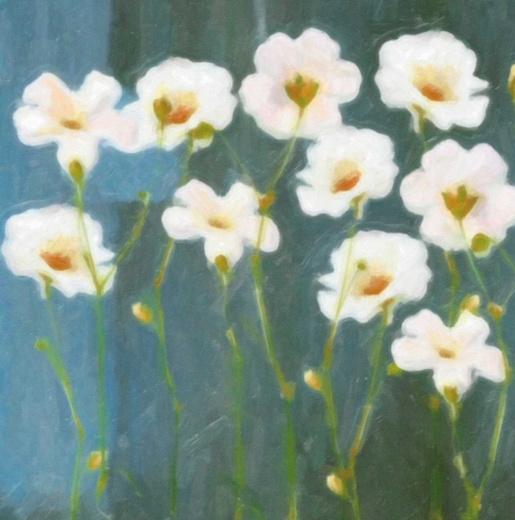 Picture of WHITE FLOWER FIELD I