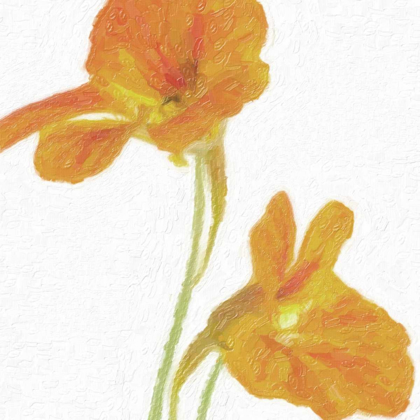 Picture of TANGERINE FLORAL  PAIR