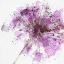 Picture of MODERN LILAC II