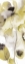 Picture of GRAY YELLOW PETALS 2
